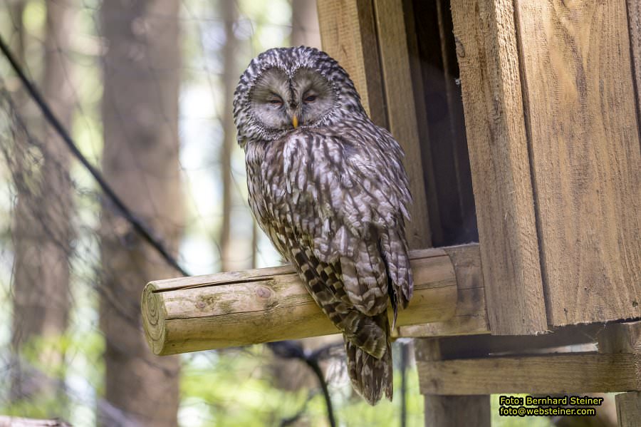 Natur- und Erlebnispark Buchenberg, Mai 2023