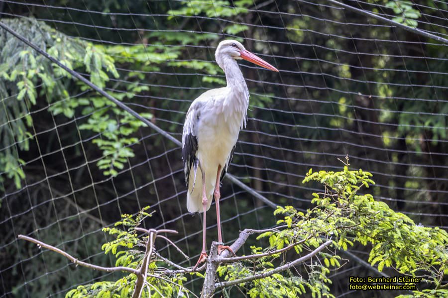 Natur- und Erlebnispark Buchenberg, Mai 2023