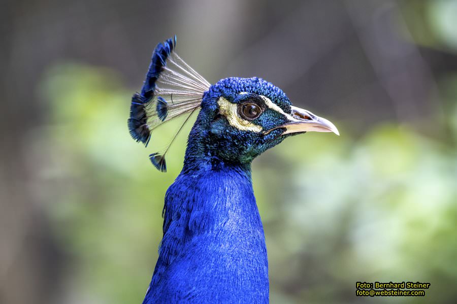 Natur- und Erlebnispark Buchenberg, Mai 2023