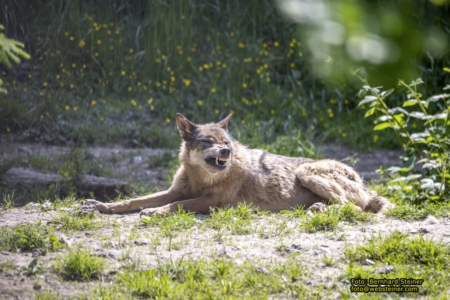 Natur- und Erlebnispark Buchenberg, Mai 2023