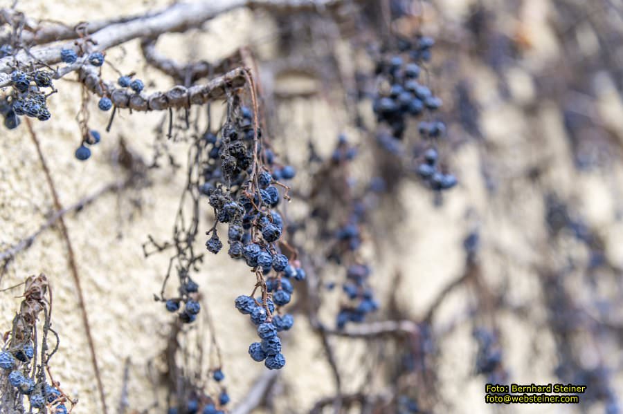 G�nserndorf, Februar 2023