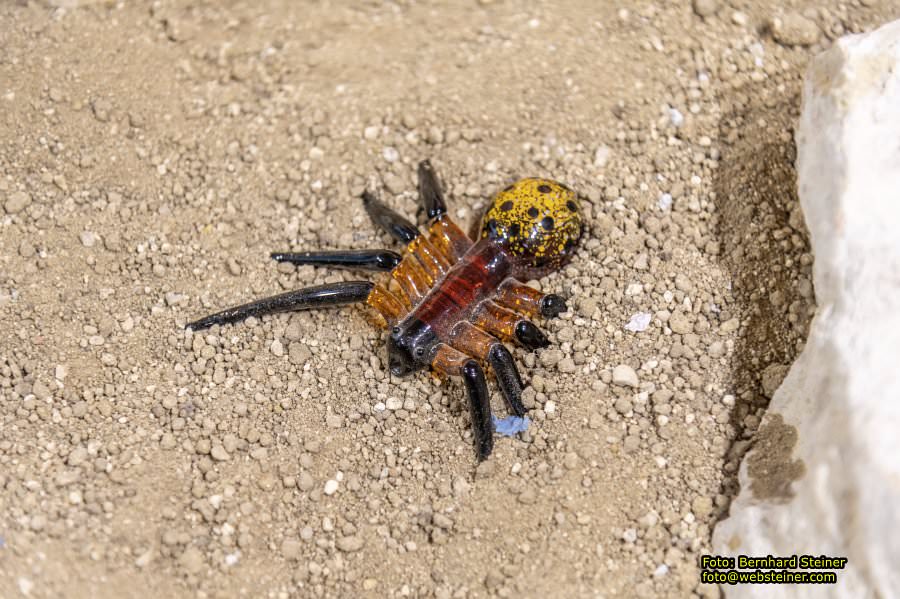 Glasmuseum- Die gläserne Burg, Juni 2023