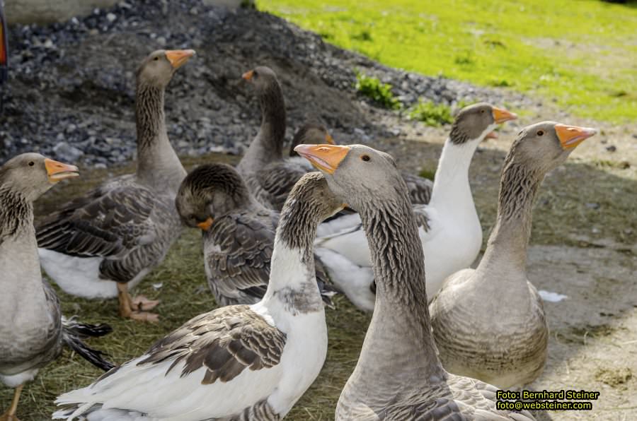 Hoher Freschen in Vorarlberg, August 2017