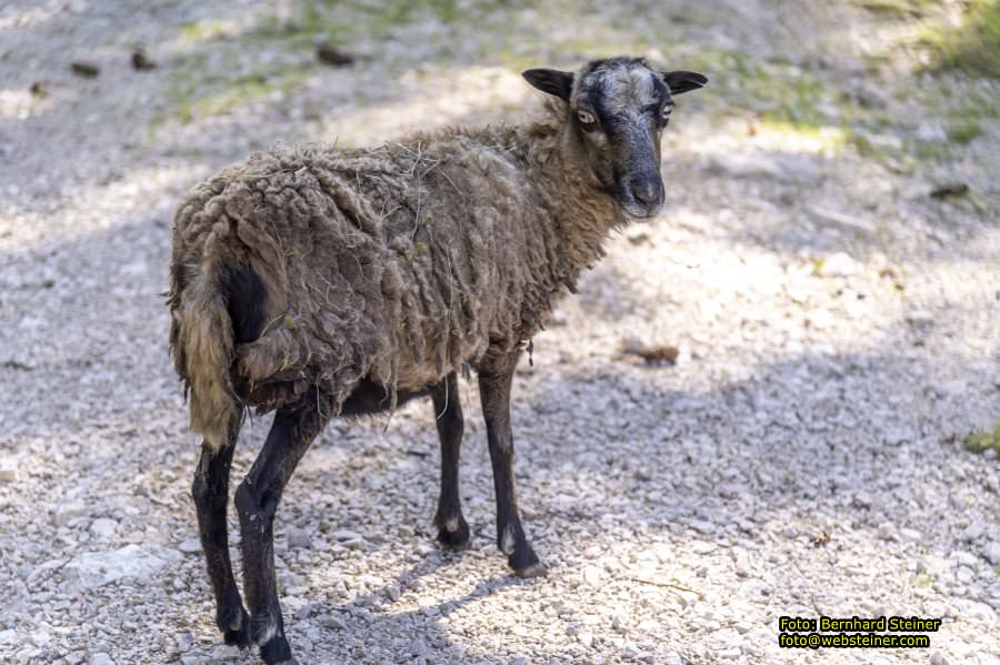 Hohe Wand Naturpark, Gutensteiner Alpen, September 2023
