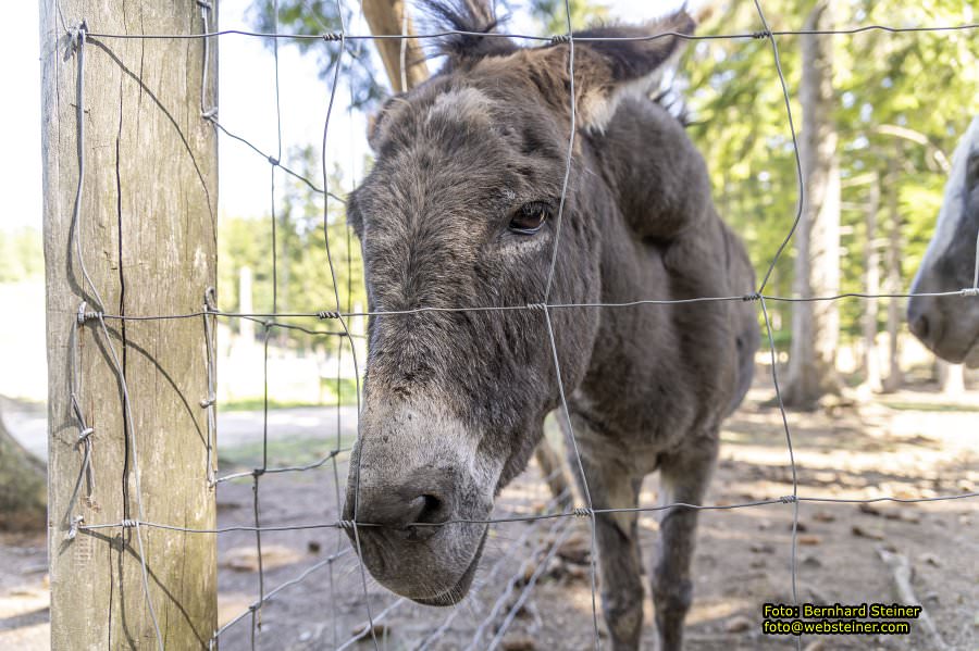 Hohe Wand Naturpark, Gutensteiner Alpen, September 2023