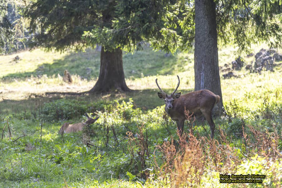 Hohe Wand Naturpark, Gutensteiner Alpen, September 2023