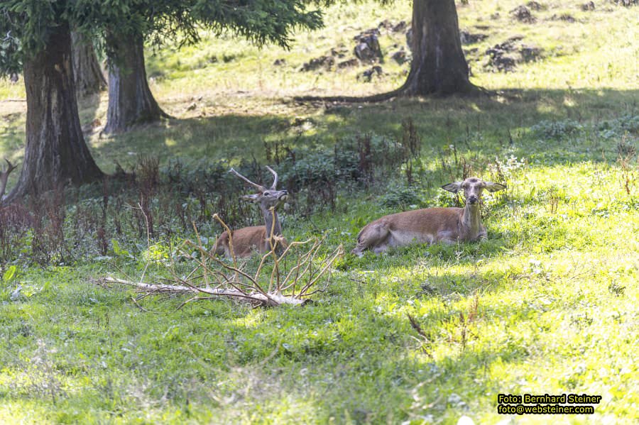 Hohe Wand Naturpark, Gutensteiner Alpen, September 2023