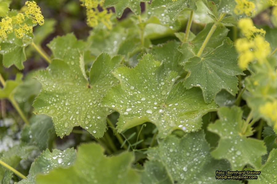 Kittenberger Erlebnisg�rten, Juni 2023