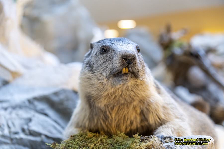 Museum Nieder�sterreich, J�nner 2023