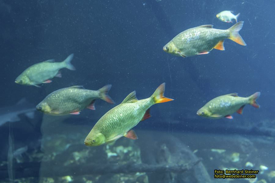 Museum Nieder�sterreich, J�nner 2023