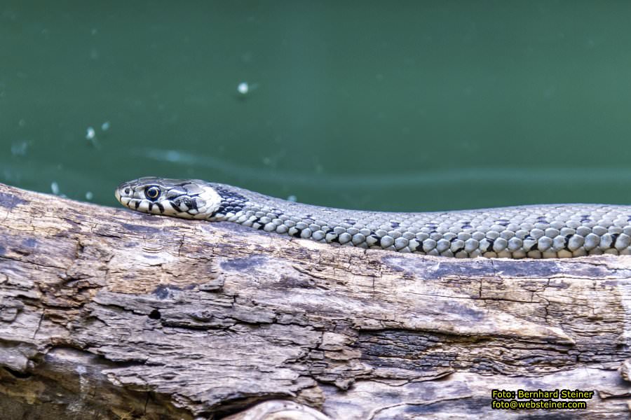 Museum Nieder�sterreich, J�nner 2023