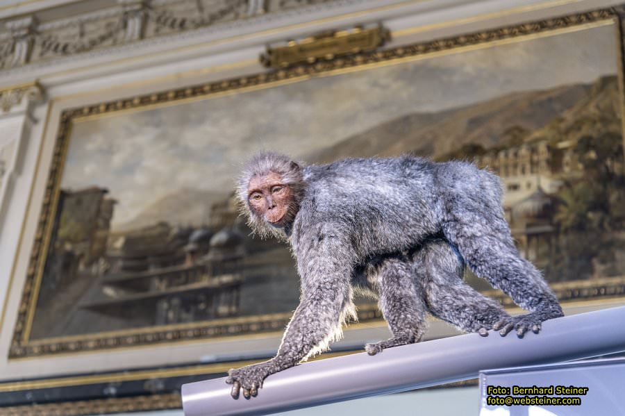 Naturhistorisches Museum Wien - NHM, J�nner 2023