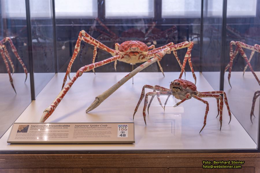 Naturhistorisches Museum Wien - NHM, J�nner 2023