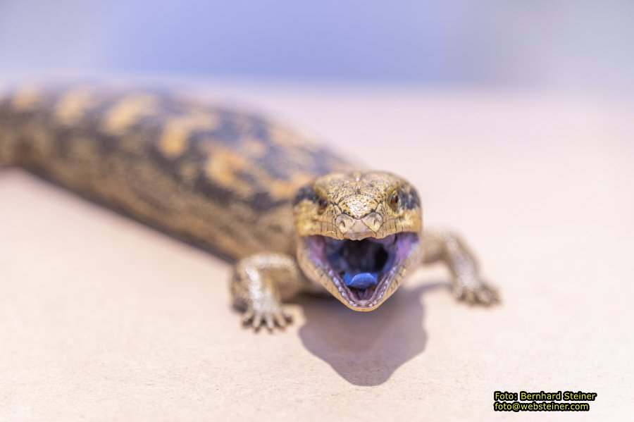 Naturhistorisches Museum Wien - NHM, J�nner 2023