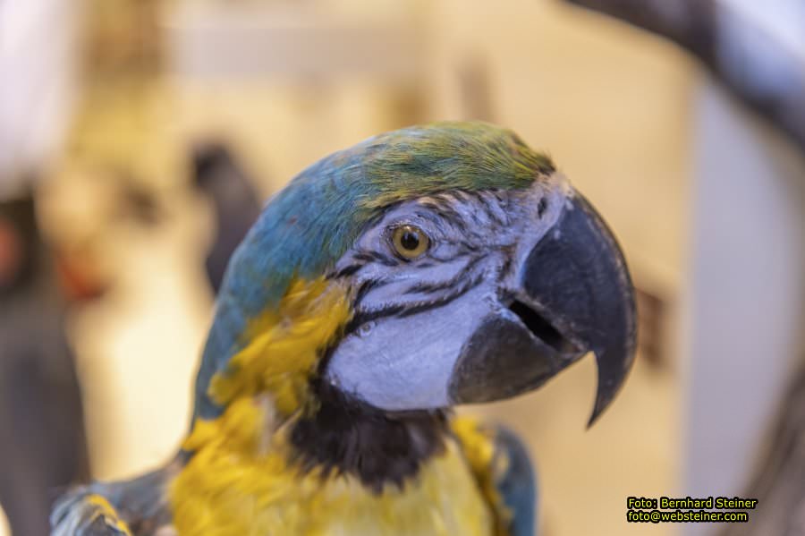 Naturhistorisches Museum Wien - NHM, J�nner 2023