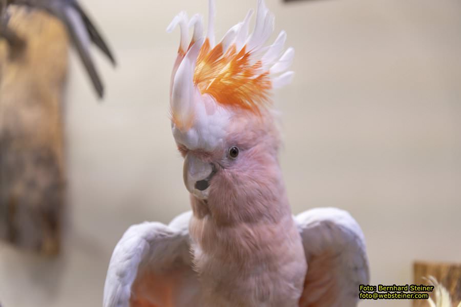 Naturhistorisches Museum Wien - NHM, J�nner 2023