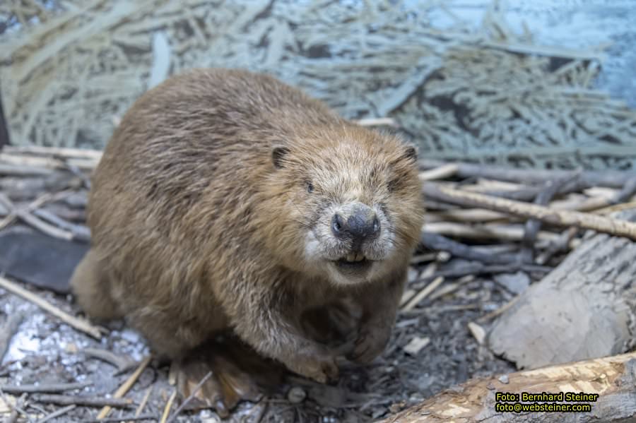Naturhistorisches Museum Wien - NHM, J�nner 2023