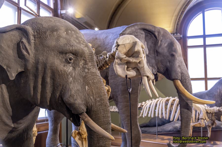 Naturhistorisches Museum Wien - NHM, J�nner 2023