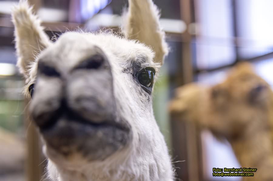 Naturhistorisches Museum Wien - NHM, J�nner 2023