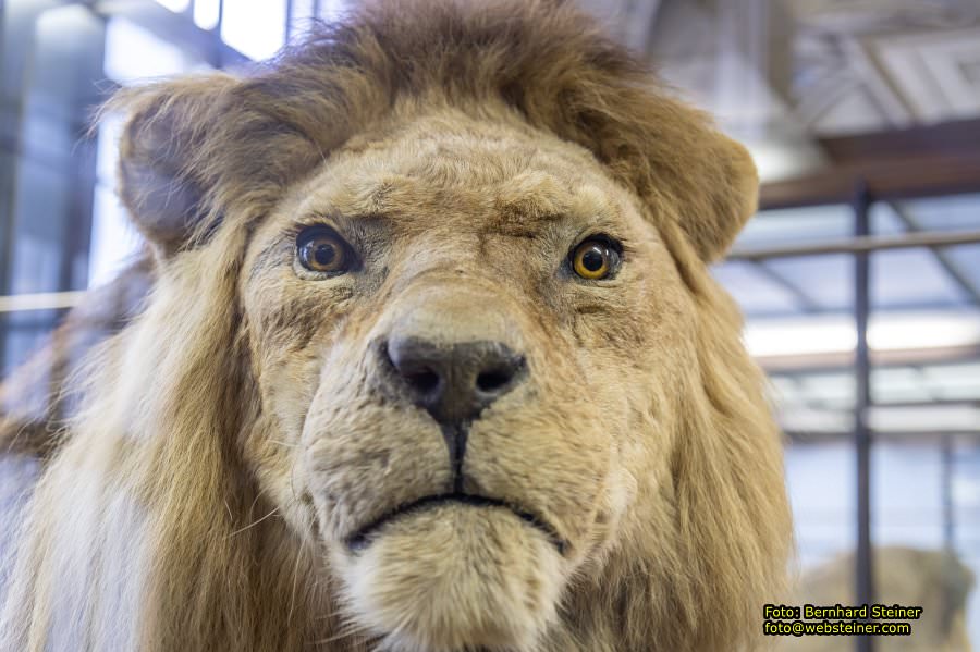 Naturhistorisches Museum Wien - NHM, J�nner 2023