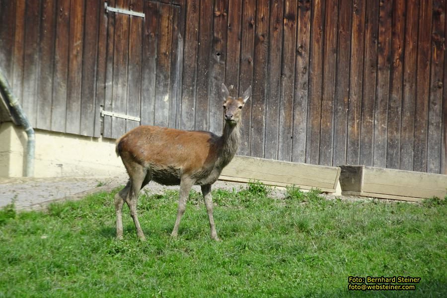 Pf�nder mit der Pf�nderbahn, August 2017