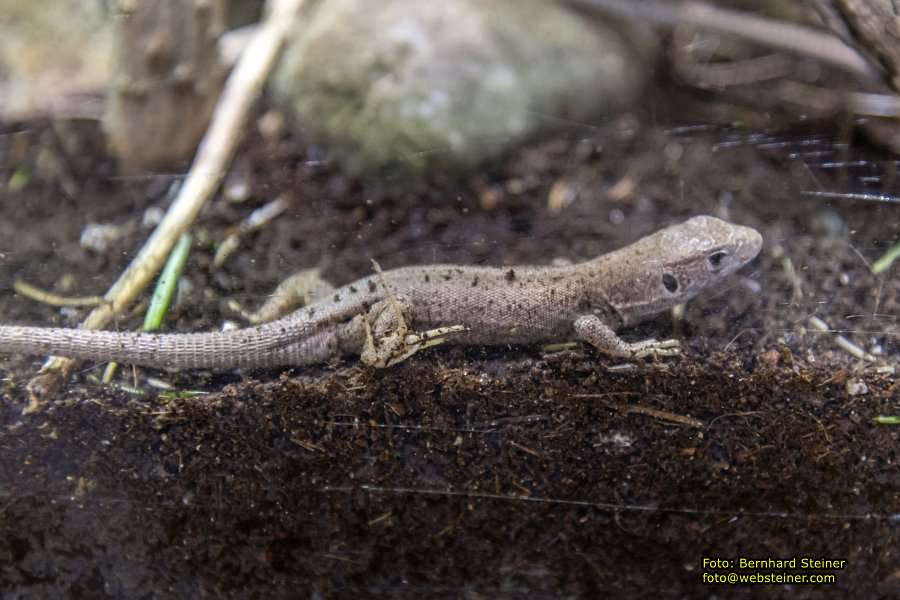 Reptilienzoo Forchtenstein, Mai 2023