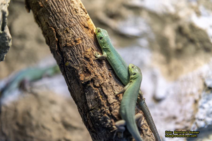 Reptilienzoo Forchtenstein, Mai 2023