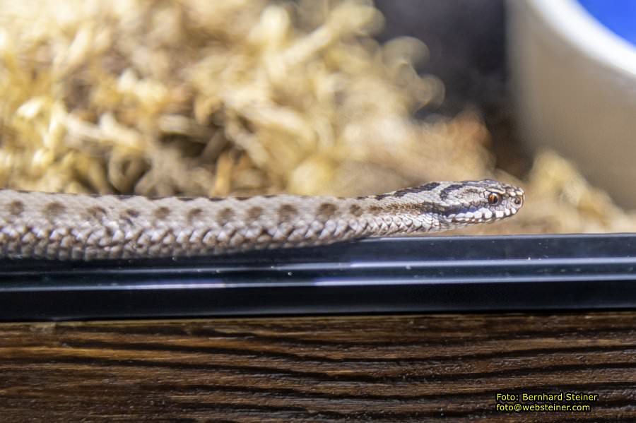 Reptilienzoo Forchtenstein, Mai 2023