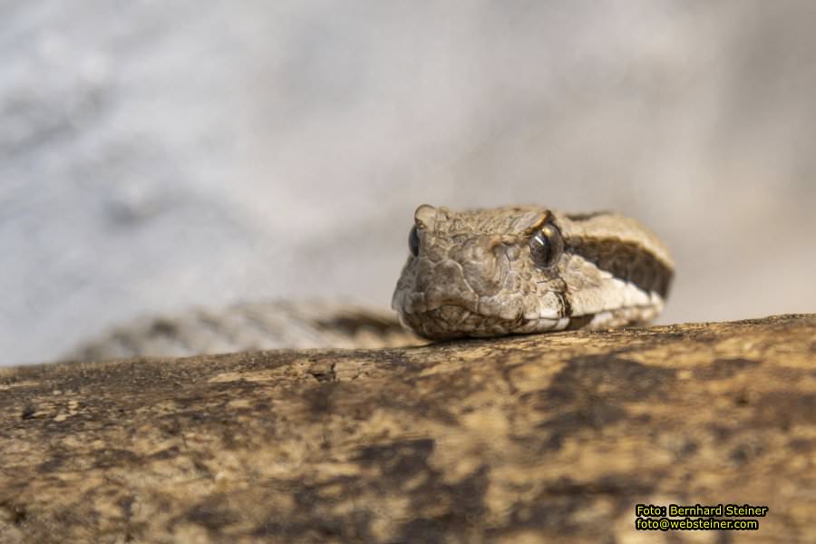 Reptilienzoo Forchtenstein, Mai 2023