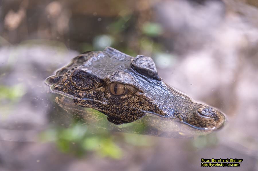 Reptilienzoo Forchtenstein, Mai 2023
