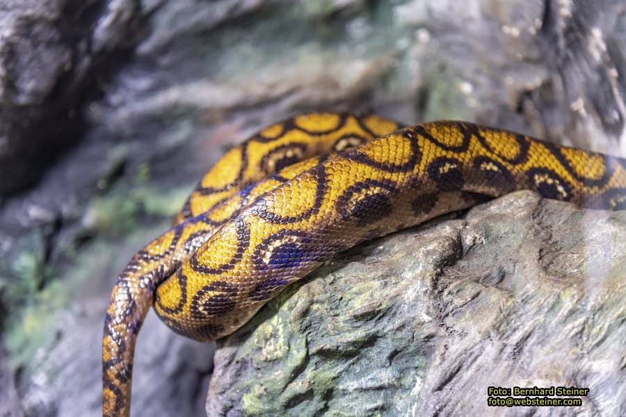 Reptilienzoo Forchtenstein, Mai 2023