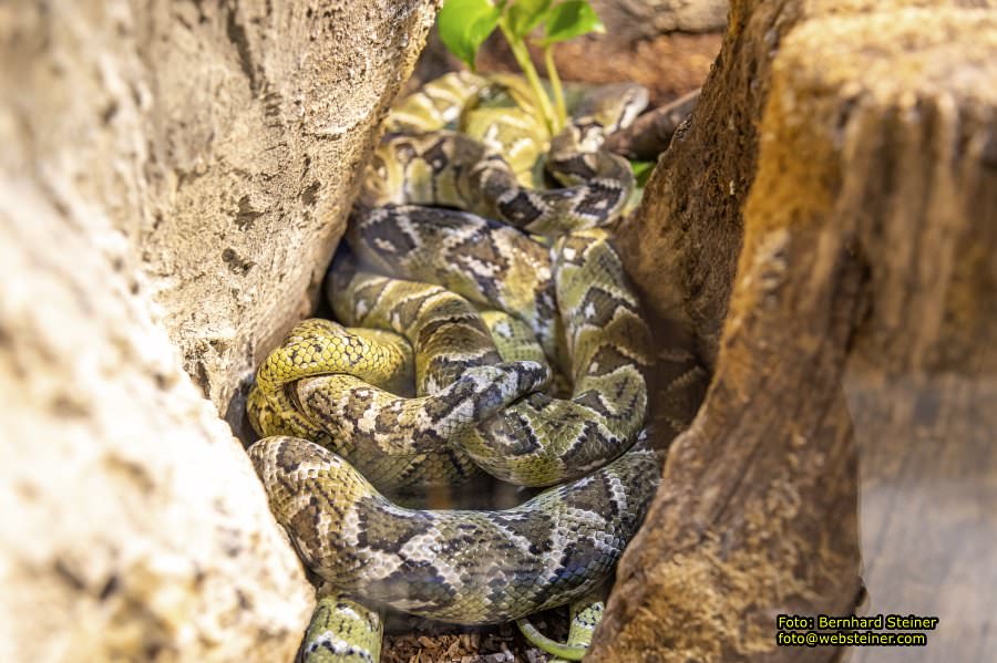 Reptilienzoo Forchtenstein, Mai 2023