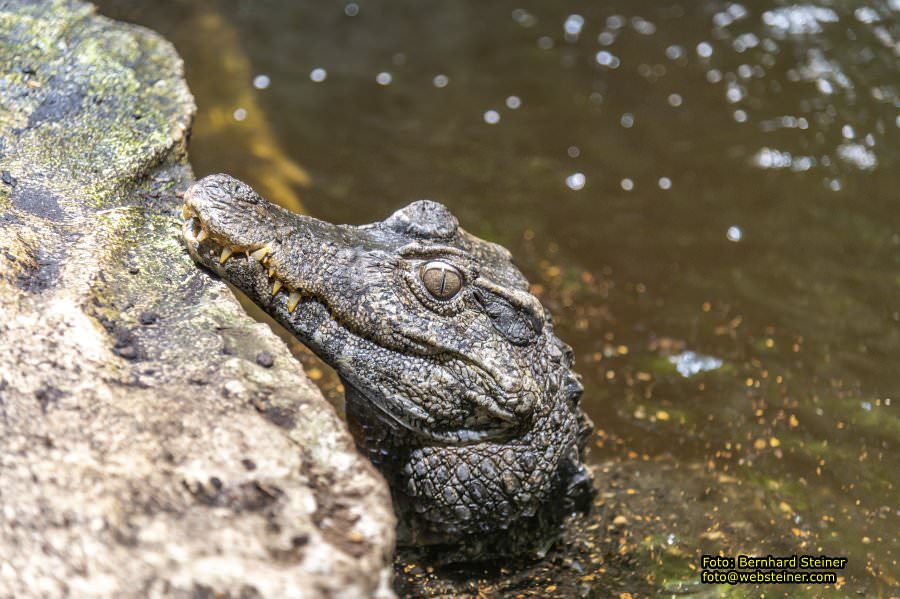 Reptilienzoo Forchtenstein, Mai 2023