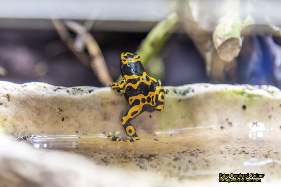 Reptilienzoo Forchtenstein, Mai 2023