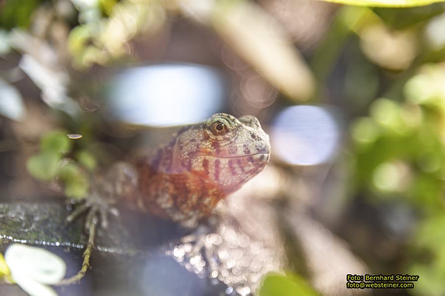 Reptilienzoo Forchtenstein, Mai 2023