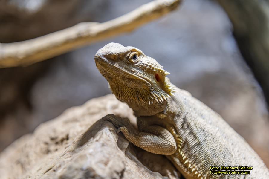 Reptilienzoo Forchtenstein, Mai 2023