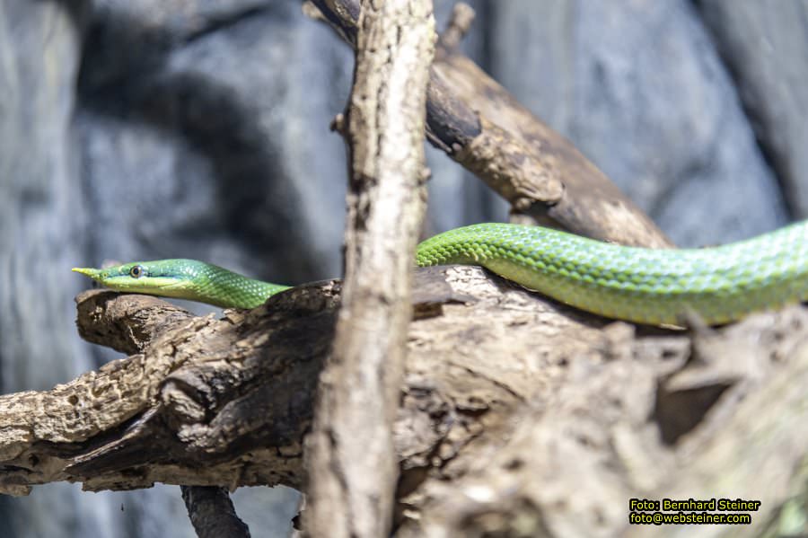 Reptilienzoo Forchtenstein, Mai 2023