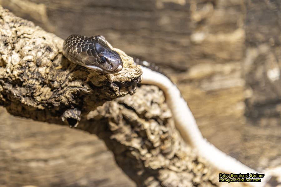 Reptilienzoo Forchtenstein, Mai 2023