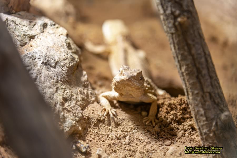 Reptilienzoo Forchtenstein, Mai 2023