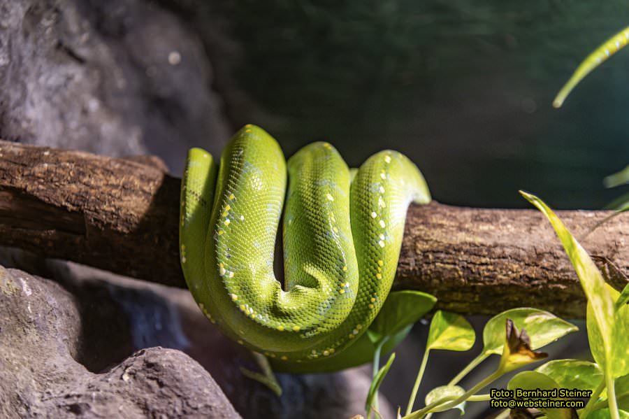 Reptilienzoo Forchtenstein, Mai 2023