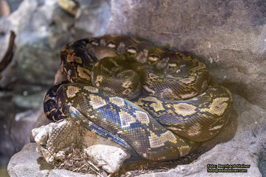 Reptilienzoo Forchtenstein, Mai 2023