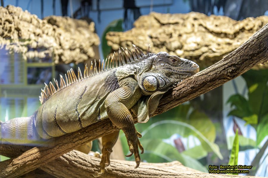 Reptilienzoo Forchtenstein, Mai 2023