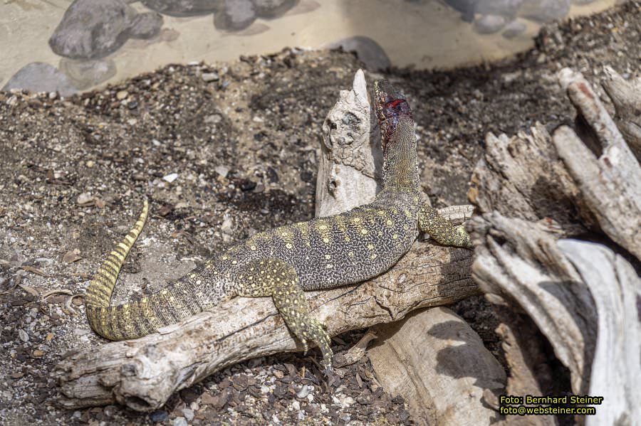 Reptilienzoo Forchtenstein, Mai 2023