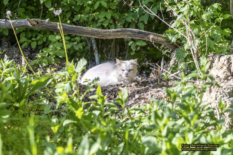 Schloss Orth, Orth an der Donau, Mai 2023