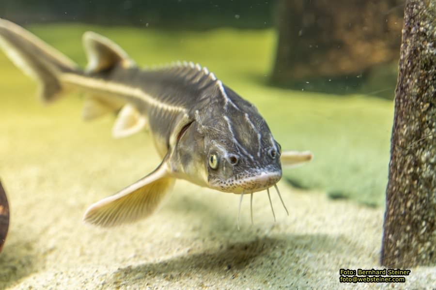 Schrems im Waldviertel, Oktober 2023