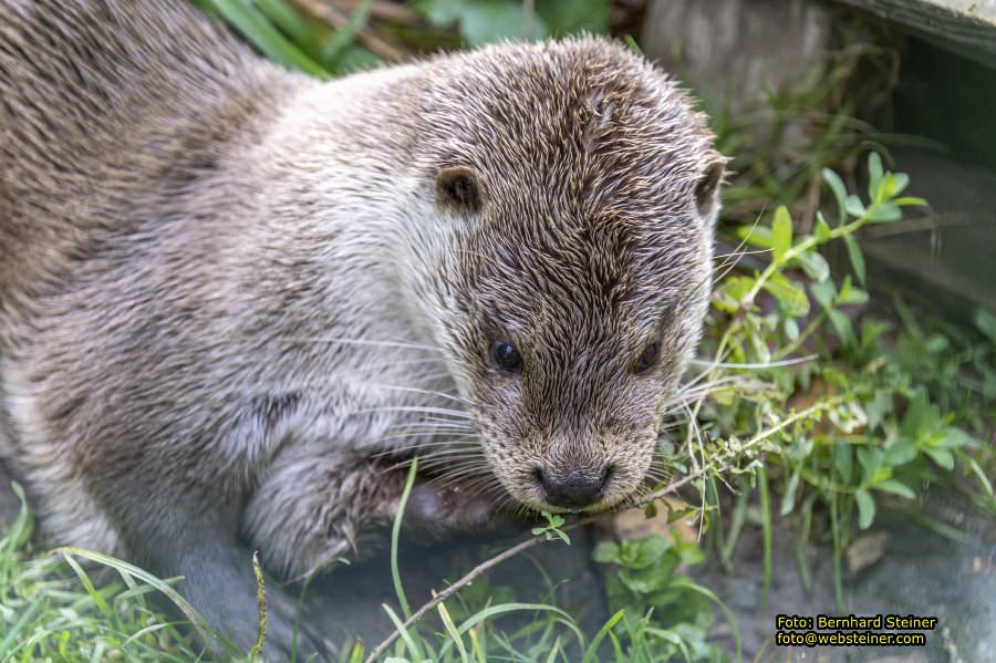 Schrems im Waldviertel, Oktober 2023