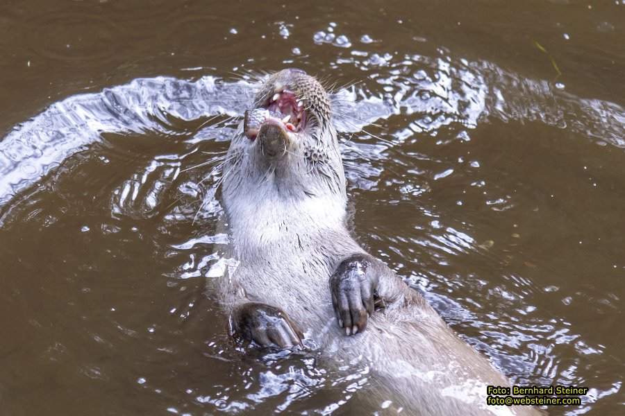 Schrems im Waldviertel, Oktober 2023