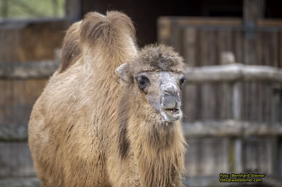 Tierpark Stadt Haag, März 2023