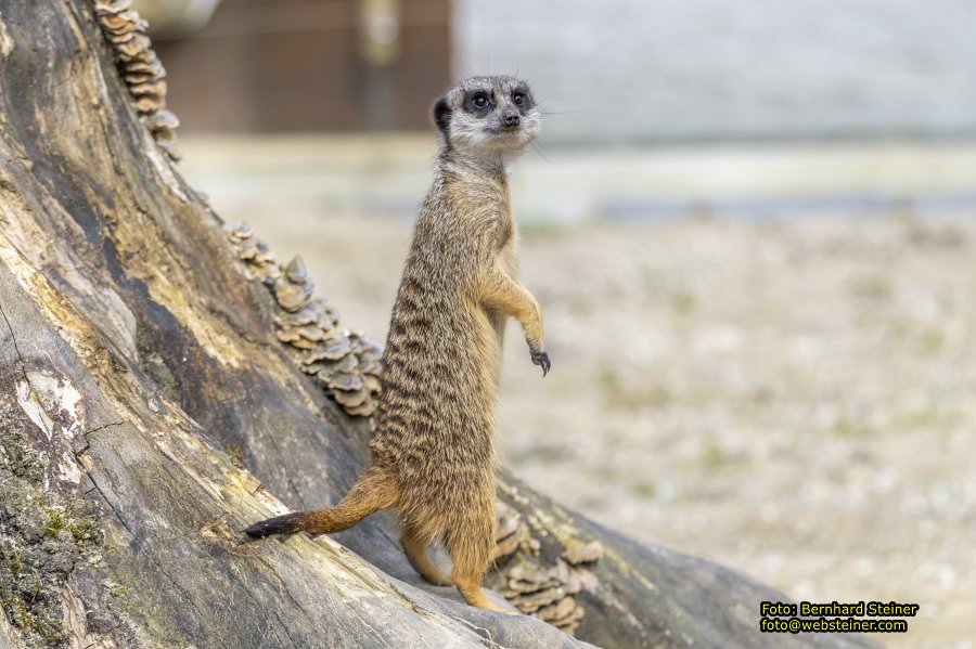 Tierpark Stadt Haag, März 2023