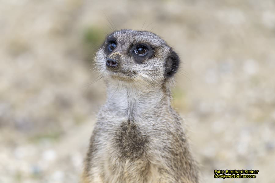 Tierpark Stadt Haag, März 2023